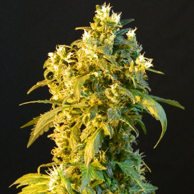 Auto Bomb (Бомба, Бомб ТГК 19%)